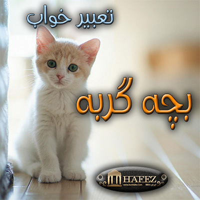 بچه گربه