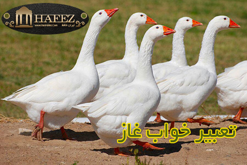 تعبیر خواب غاز تعبیر خواب غاز