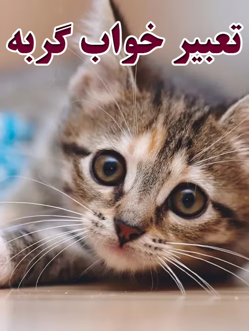 تعبیر خواب گربه