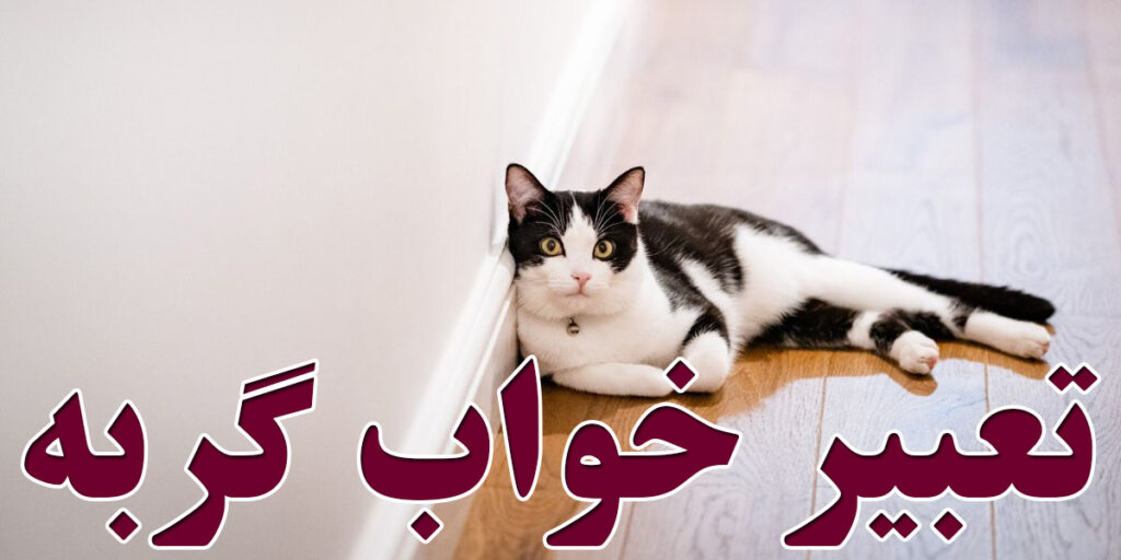 تعبیر خواب گربه